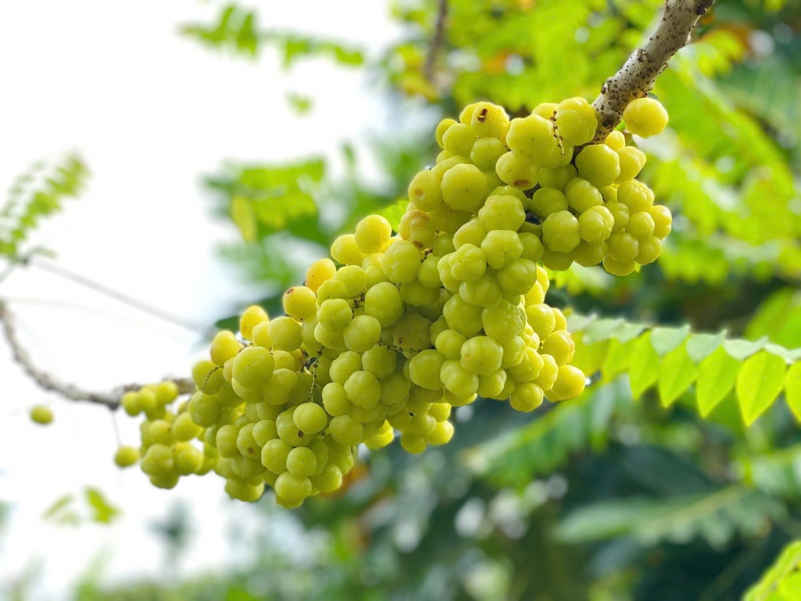 loai qua moc dai khap noi la vi thuoc duong tim, bo gan cuc tot hinh anh 1