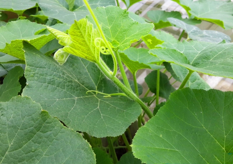 rau bi co gi dac biet ma duoc vi nhu kho duong chat hinh anh 1