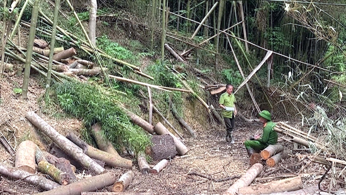 khoi to vu an khai thac go trai phep o rung khuoi khinh, thai nguyen hinh anh 1