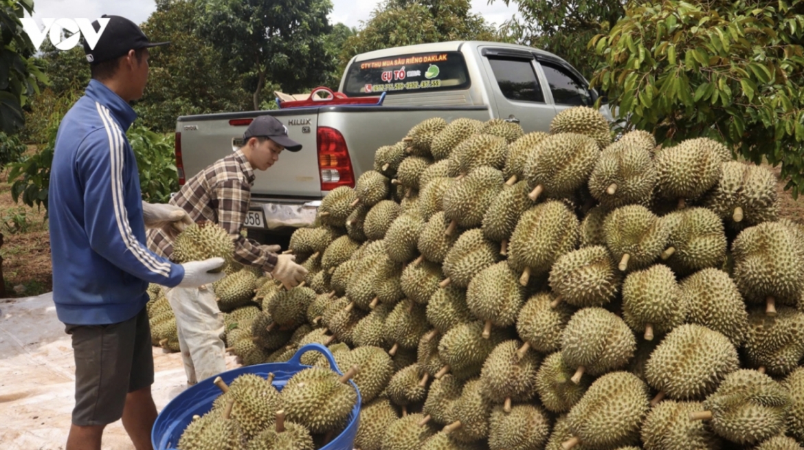 vietnam gains market share as china s third-largest fruit and vegetable supplier picture 1