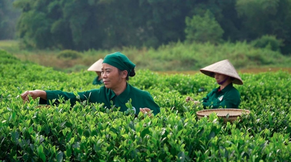 vietnam tea exports to us gain value as prices rise picture 1