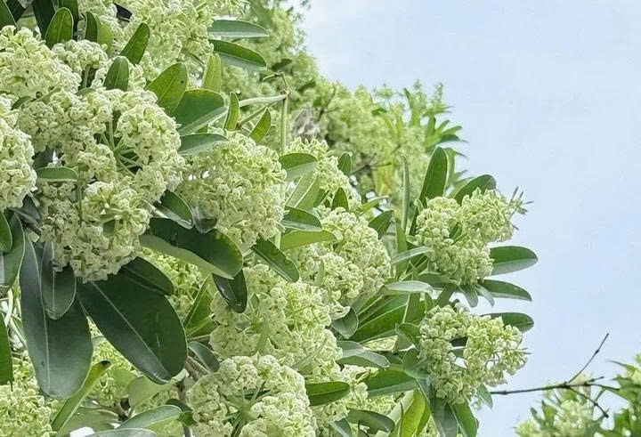 sau khi xin y kien nguoi dan, cay hoa sua se duoc xu ly the nao hinh anh 2