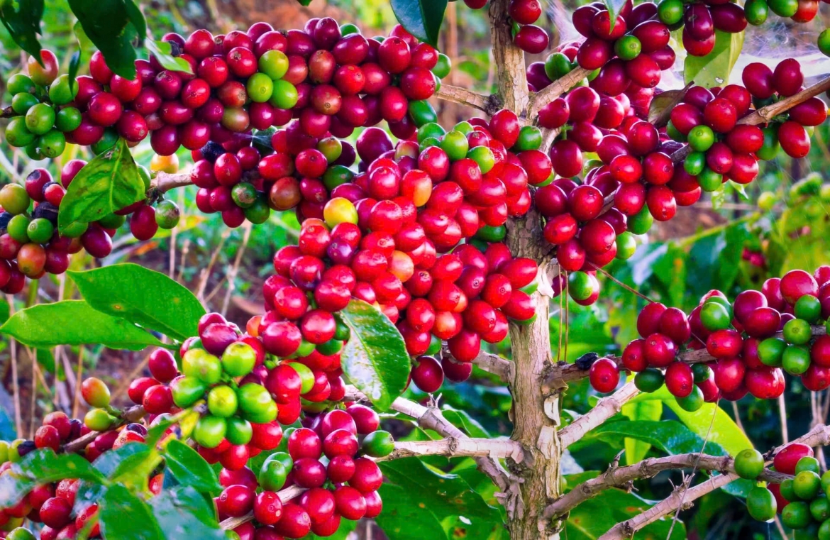 giá cà phê hôm nay 20 10 giá cà phê trong nước tăng 200 đồng kg hình ảnh 3 gia ca phe hom nay 20 10 gia ca phe trong nuoc tang 200 dong kg hinh anh 3