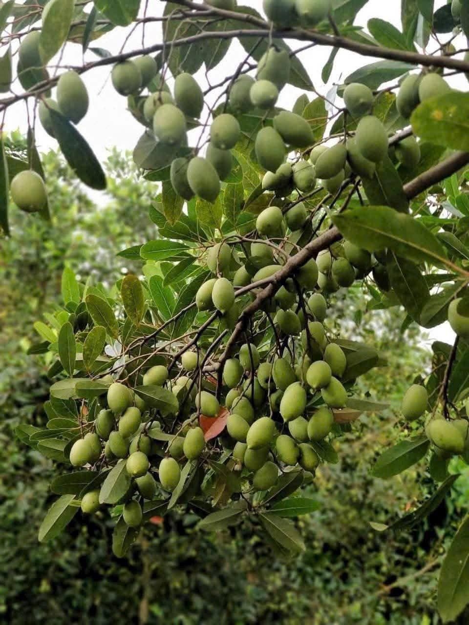 Trái dại mọc ven sông thành đặc sản “gây thương nhớ”