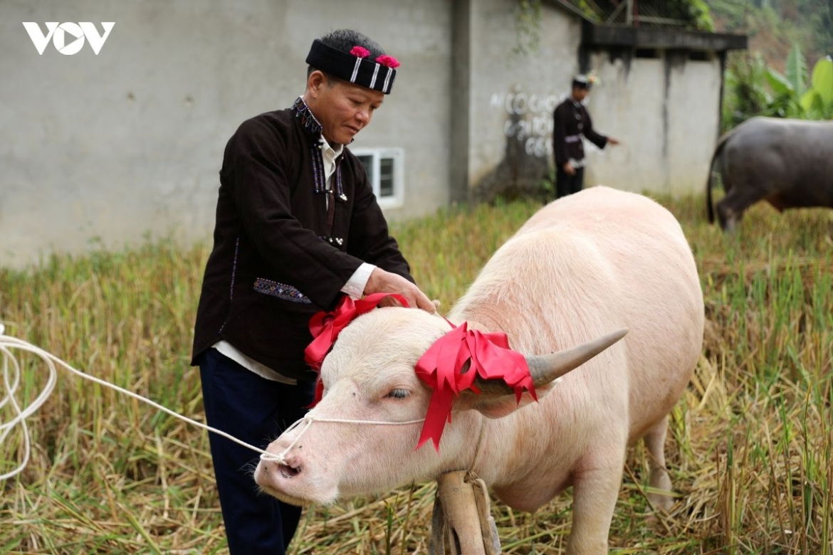 su khon khoai the lu people s ritual to honour the buffalo picture 7
