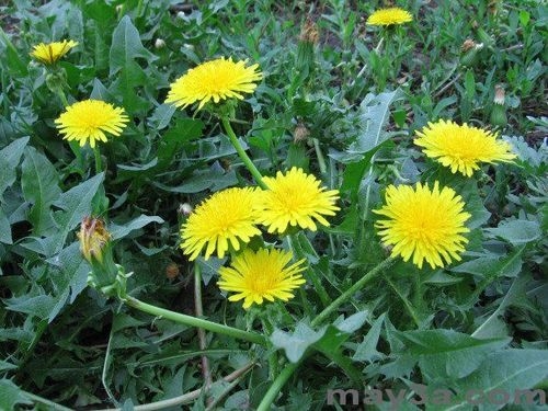 co phai ai cung nen su dung thao duoc bo cong anh hinh anh 1