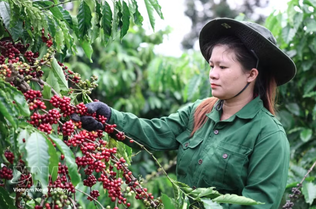 buon ma thuot coffee festival to reach national level in 2027 picture 1