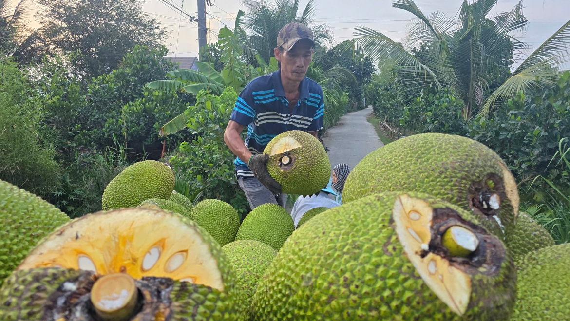 trai mit tang gia ky luc, nha vuon o Dong thap phan khoi hinh anh 2