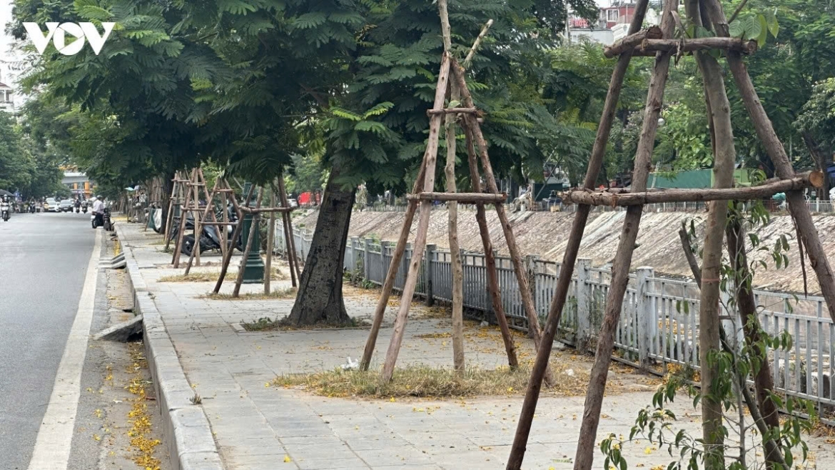 Những loại cây nào bị cấm trồng ở thành phố Hà Nội?