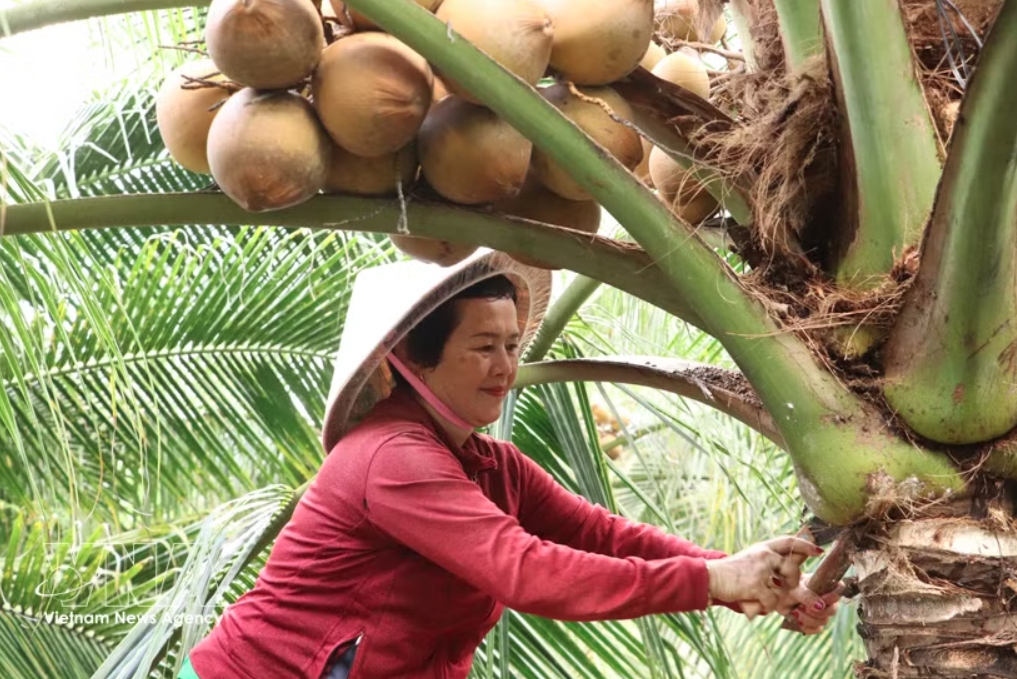 vietnam eyes apec 2027 to push green farming, food security agenda picture 1