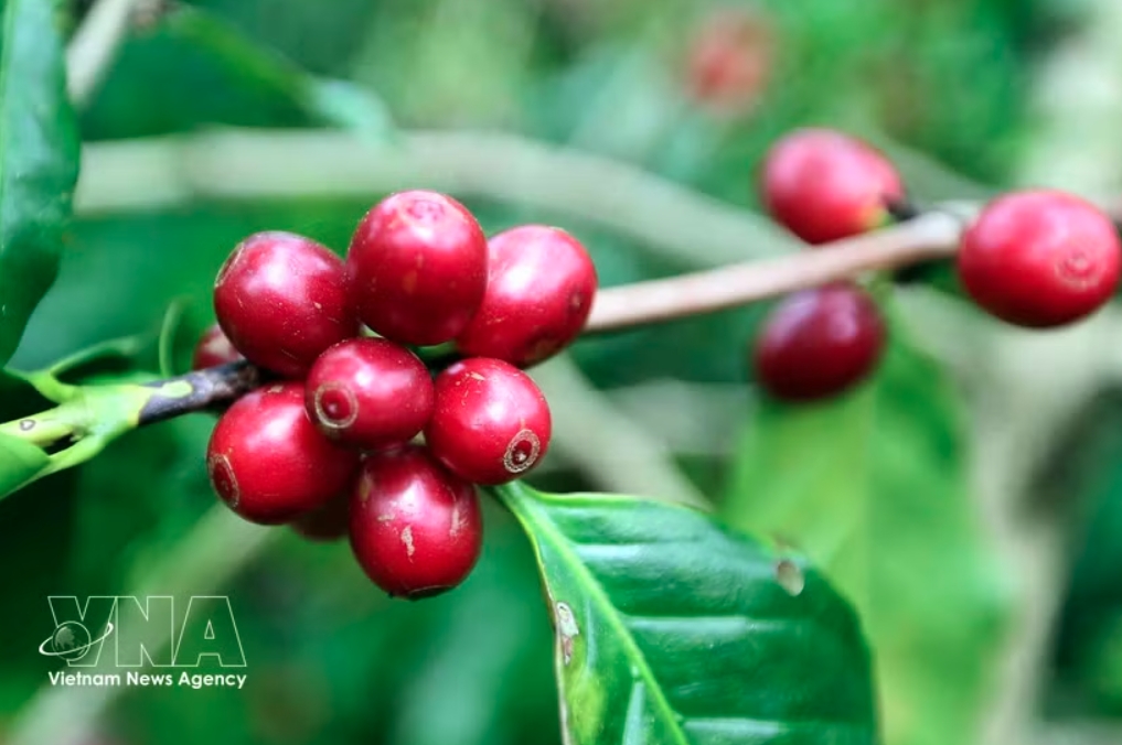 vietnam seeks to boost value, expand markets for coffee sector picture 1