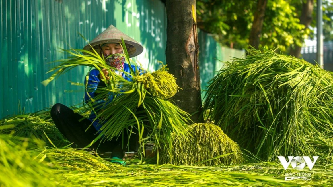 ha noi mua thu, ngon tu ky uc com xanh, goi mua thu trong chiec la sen hinh anh 1