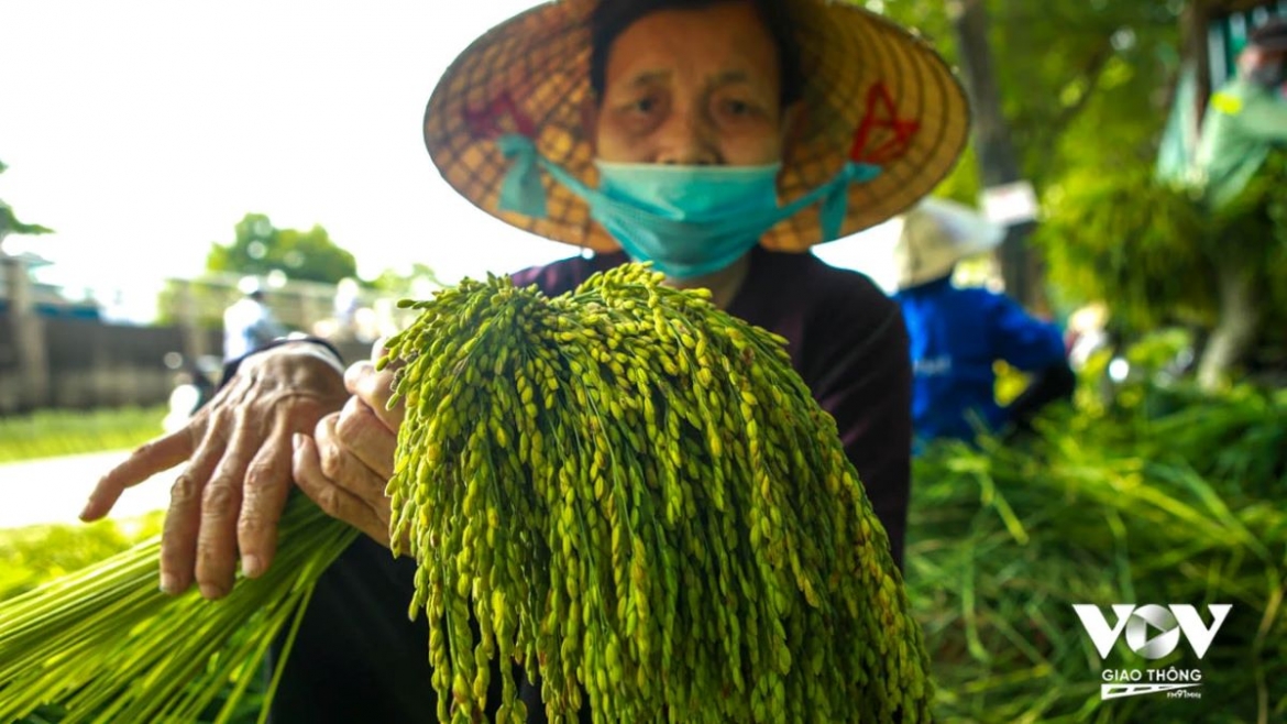ha noi mua thu, ngon tu ky uc com xanh, goi mua thu trong chiec la sen hinh anh 2