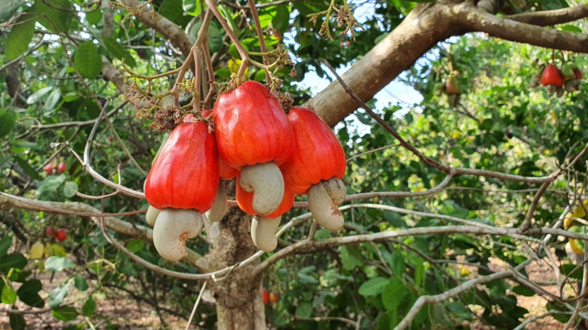 nong dan Dong nai doi moi tu duy, nang tam gia tri nong san hinh anh 1