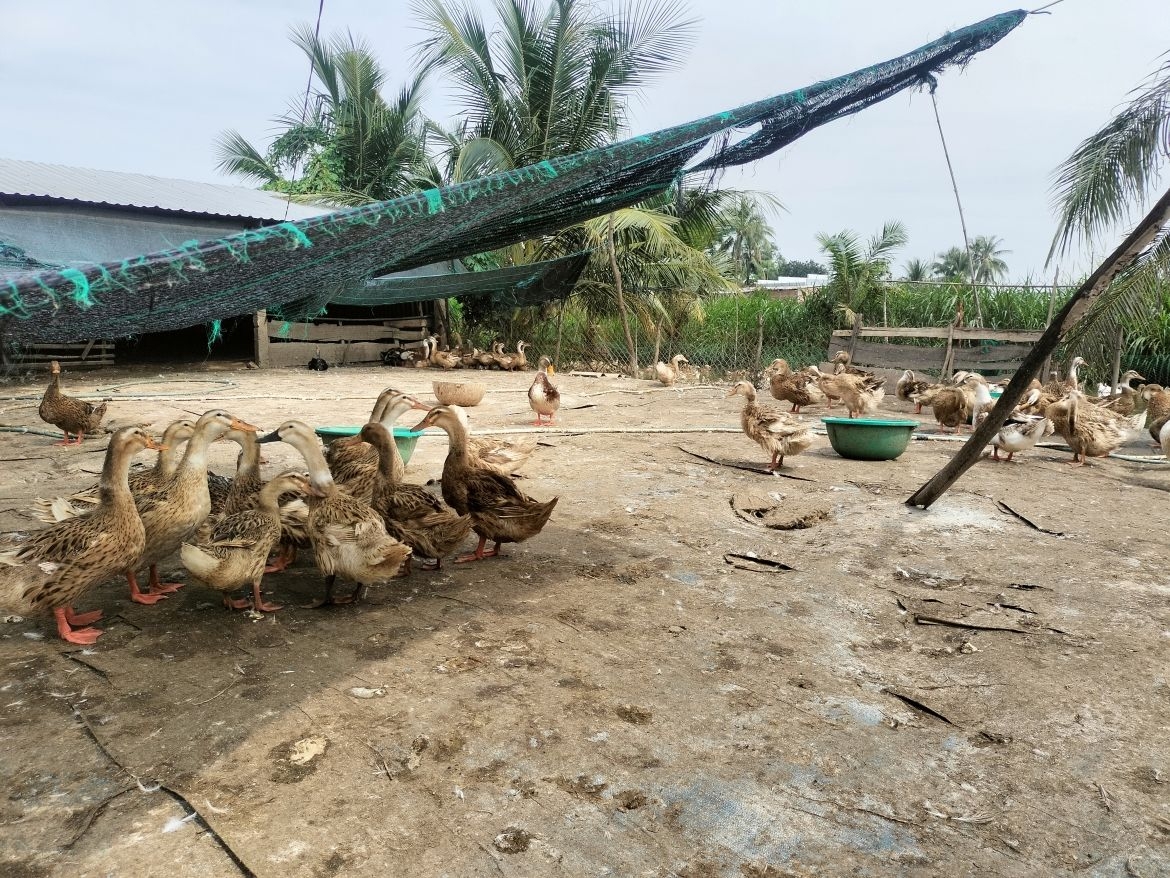 dong thap scrambles to contain h5n6 bird flu outbreak picture 1