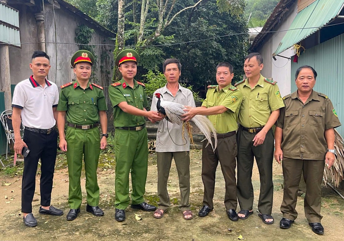 Đi làm rẫy, người dân Hà Tĩnh phát hiện và giao nộp gà lôi trắng quý hiếm