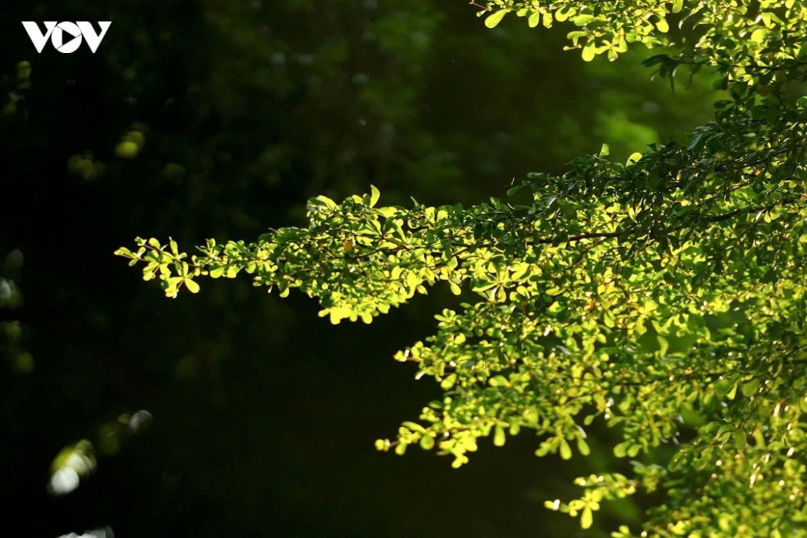 romantic early autumn sunshine in hanoi picture 10