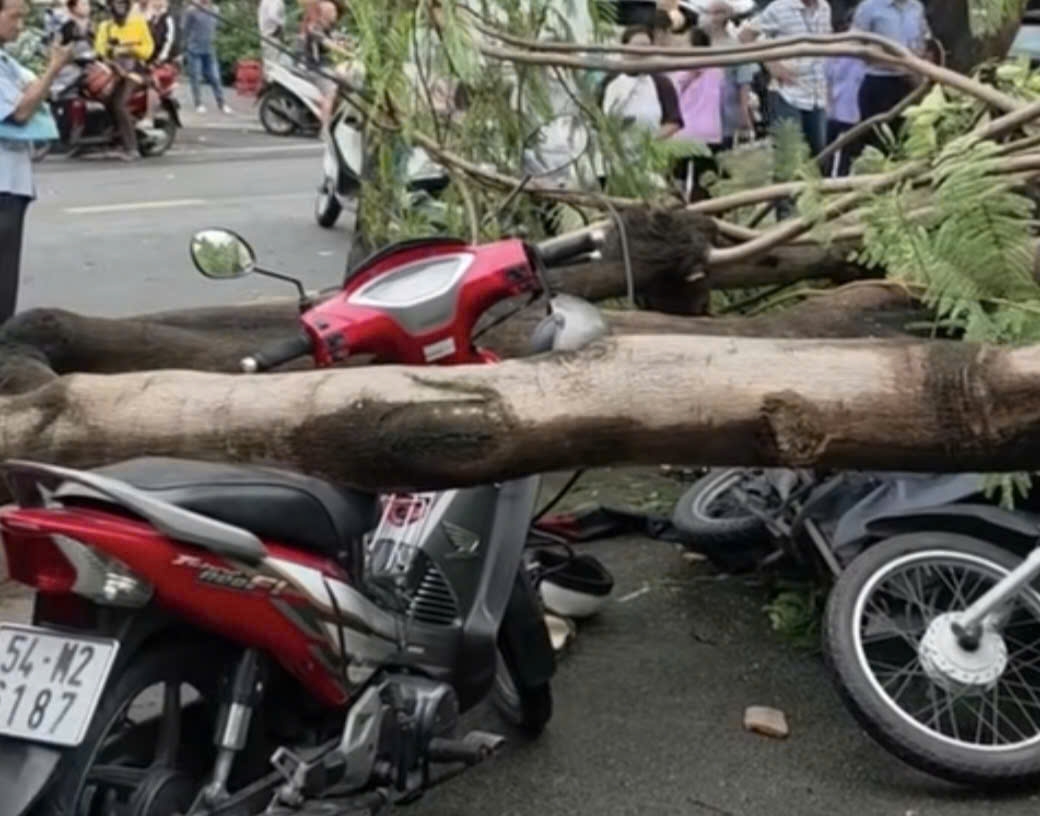 cay phuong bat goc trong mua, de chet nguoi dan ong o tp.hcm hinh anh 1