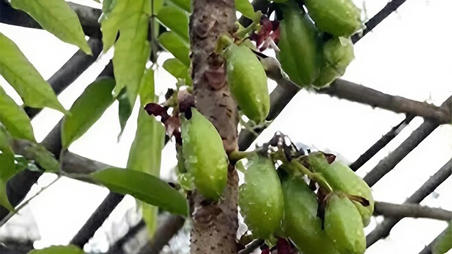 Loại quả chua lè lưỡi làm mứt đặc sản có giá 160.000 đồng/kg