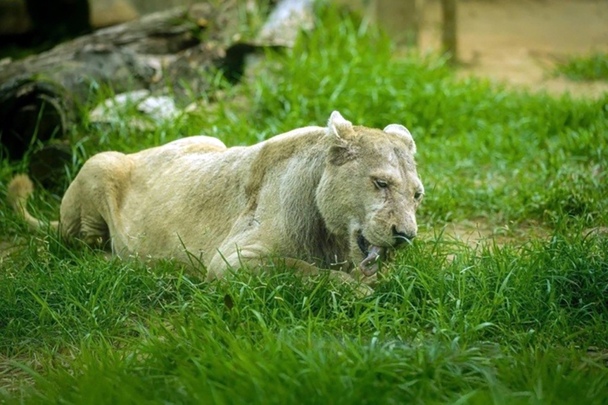 mimi, saigon zoo s last white lion, dies aged 18 picture 1