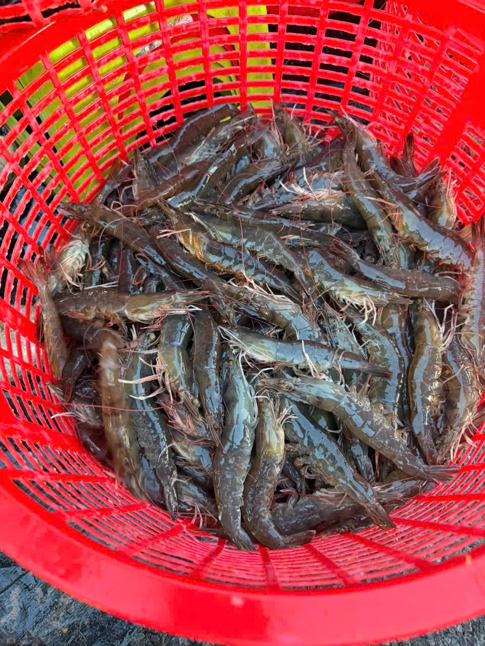 ngu dan Dong thap ban tom the chan trang lai den 50.000 dong kg hinh anh 2