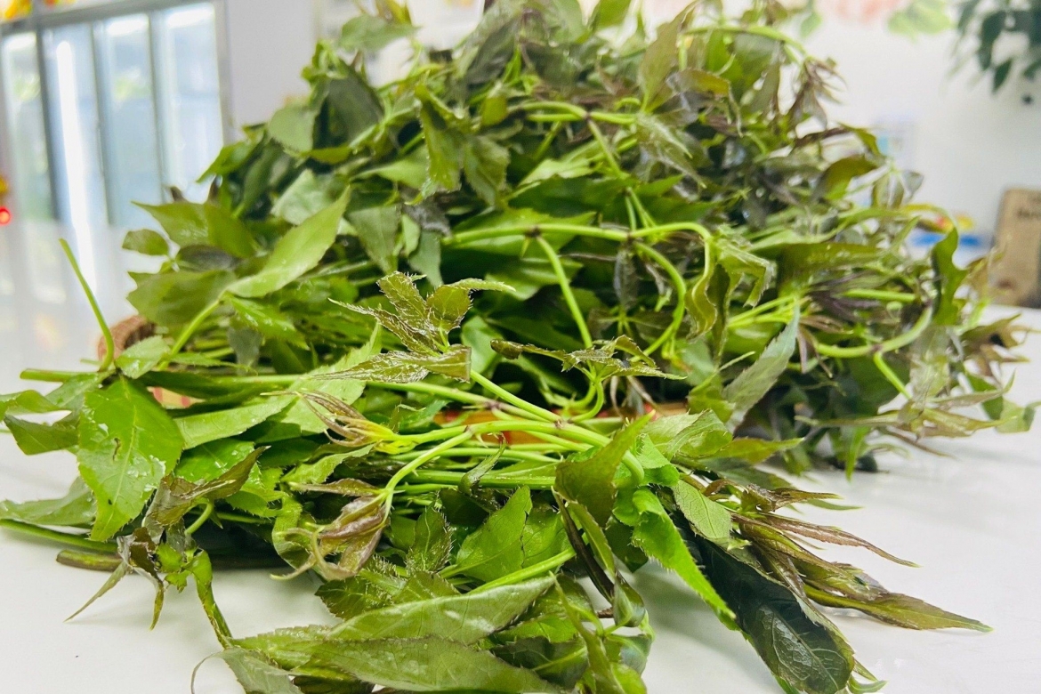 Ngũ gia bì hương – cây dại trong rừng thành món ăn vừa bổ vừa rẻ