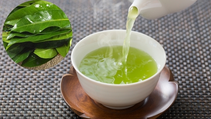 Lá vối tươi: Uống thế nào để tốt cho sức khỏe?