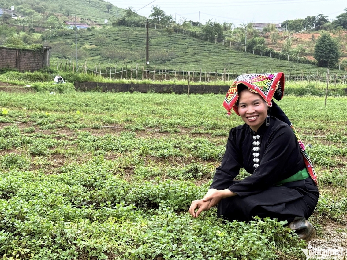 In Vietnam's highlands, a Thai woman builds a US$232,000 organic business