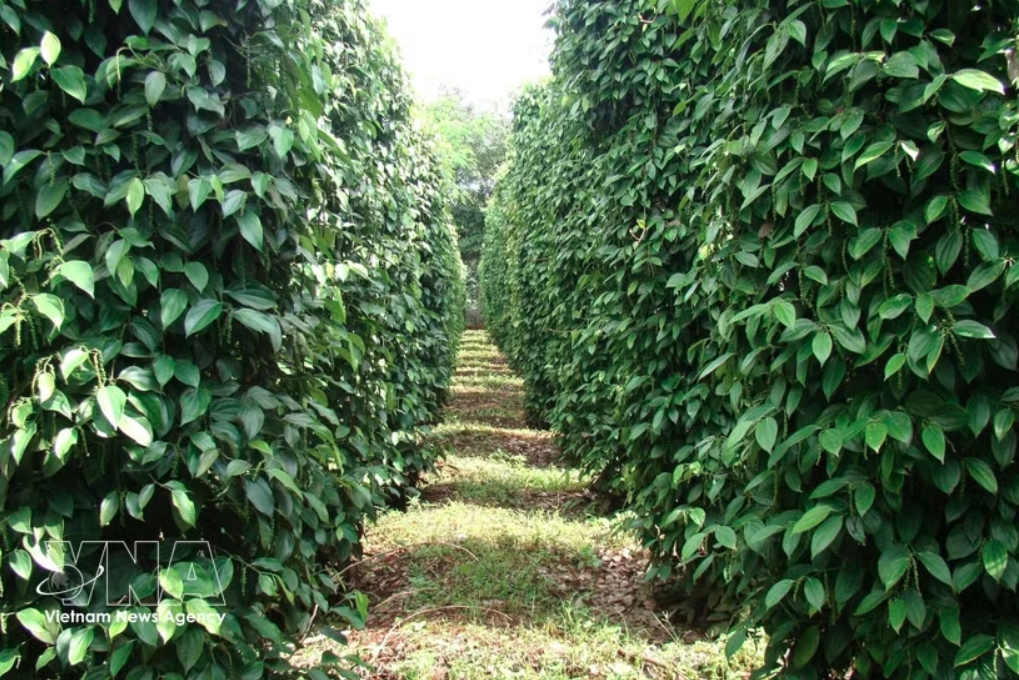 pepper-exports.png
