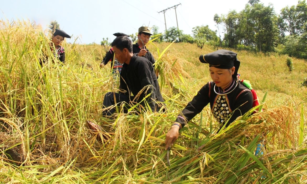 vietnam halves global multidimensional poverty index in 7 years undp picture 1