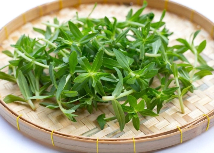 Cây thuốc dưỡng gan, bổ thận có thể ngừa ung thư, thường dùng làm gia vị