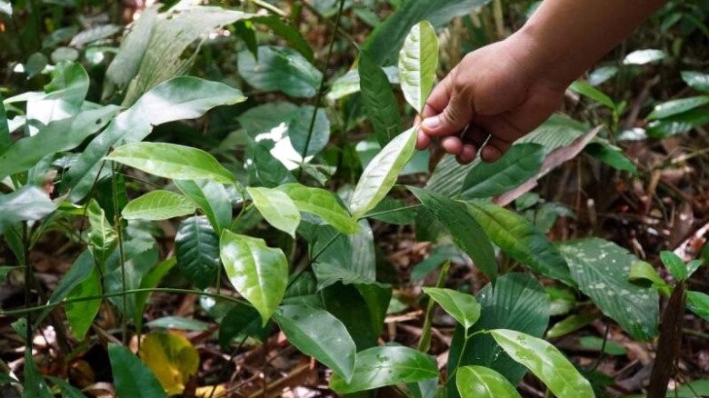 Hái ra tiền từ loại rau rừng mang tên rất lạ trồng tại vườn nhà