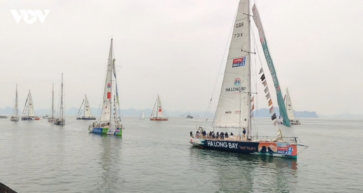 ha long to host inaugural international sailing festival in december picture 1