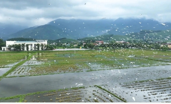 Khoảnh khắc đàn cò trắng bay lượn rợp đồng ruộng ở Huế