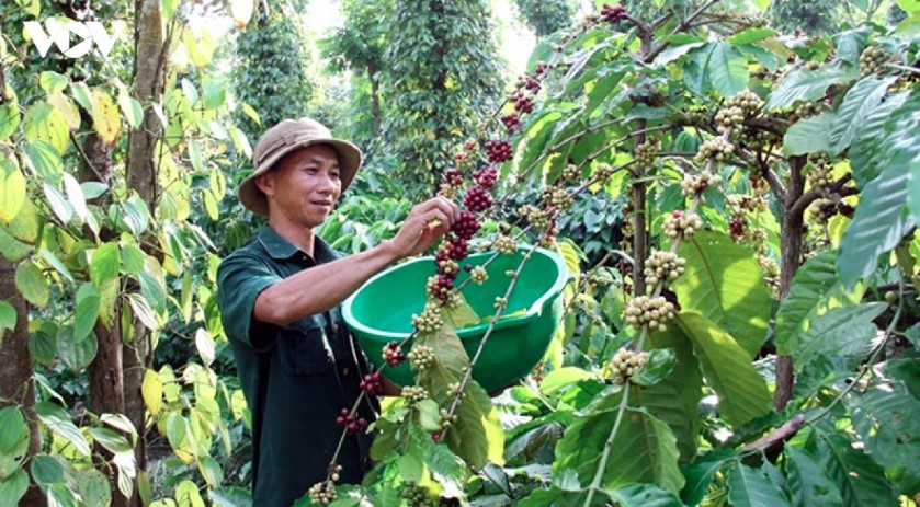 fdi firms drive vietnam s shift towards higher-value coffee exports picture 1