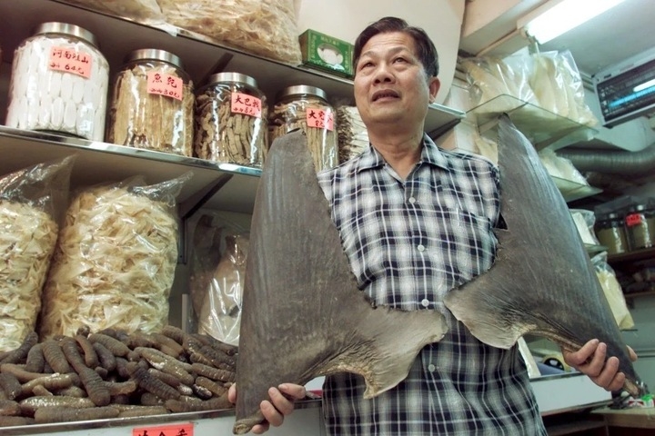 vi sao vi ca map lai dat den muc thanh thuoc do su giau sang hinh anh 1