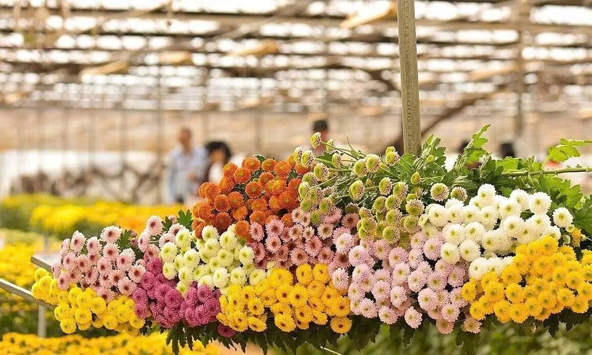 vietnamese chrysanthemum exports to japan hit us 31 million picture 1