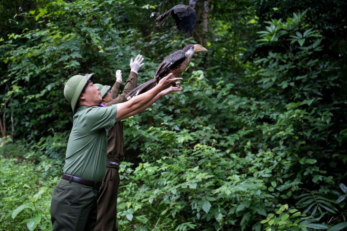 phong nha-ke bang returns 17 rescued animals to the wild picture 1