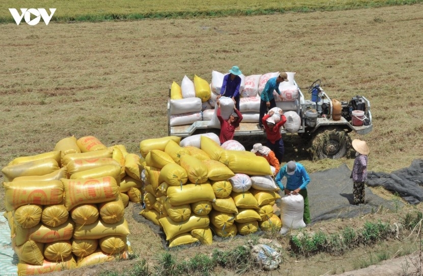 china rises to become vietnam s second-largest rice export market picture 1