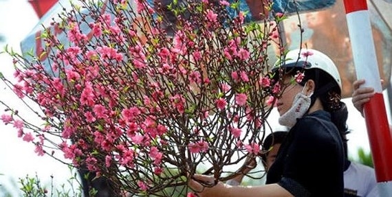 Local airlines carry apricot, peach blossoms for Tet holidays from Jan. 15