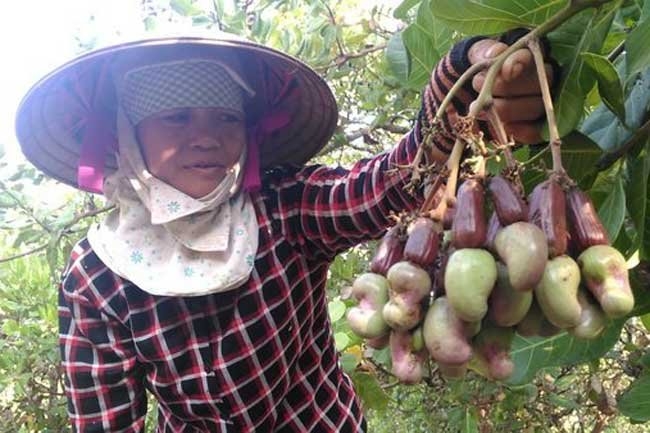 Cashew industry suffers from weakness