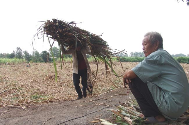 Many sugar mills face uncertain future