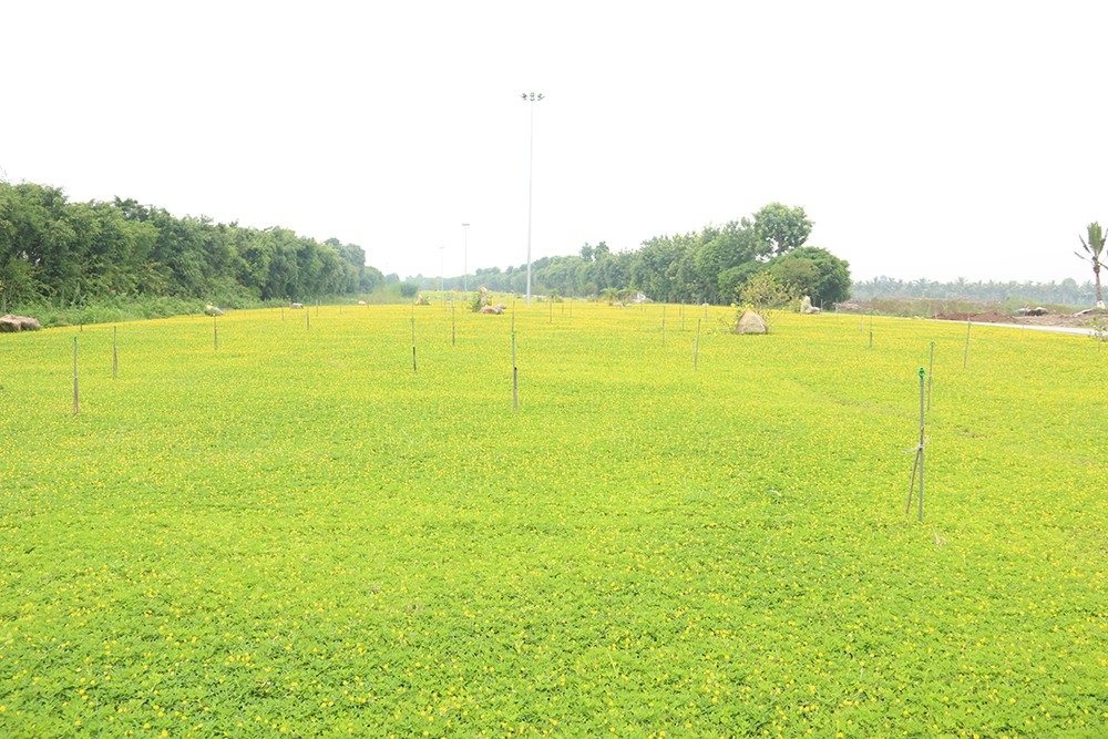 Stunning field of peanut flower near Hanoi