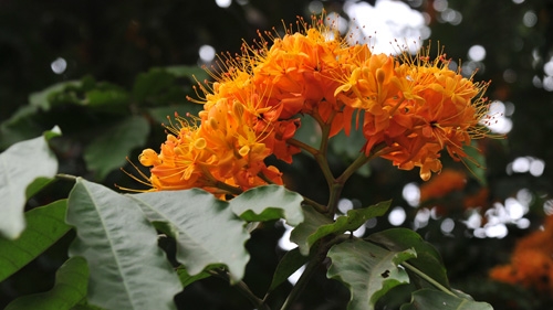 Sorrowless flowers glow in Hanoi