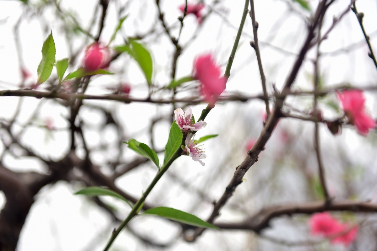 Dragon-shaped peach tree attracts customers