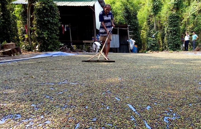 Vietnam pepper industry about to burst