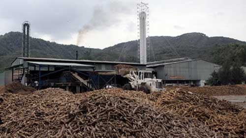 Cassava exports to Japan up 26%