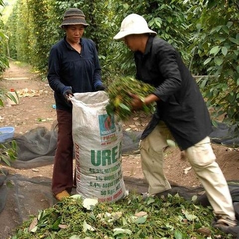 Pepper farmers urged to keep calm and carry on