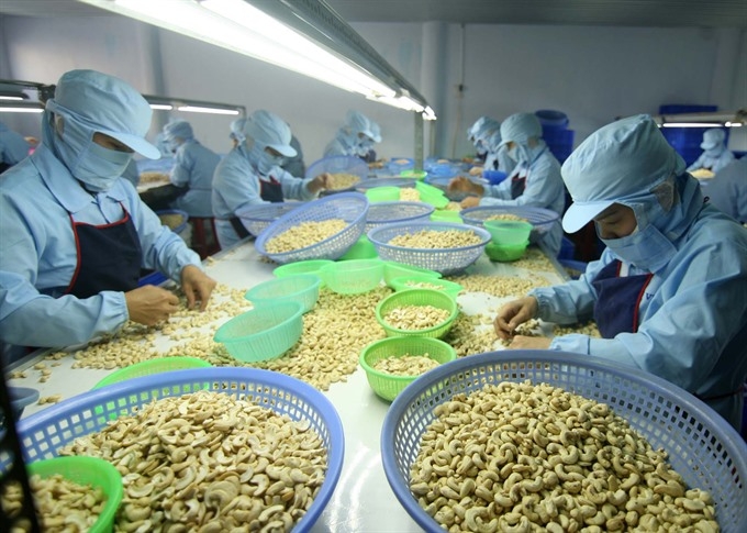 Vietnam to import more cashew