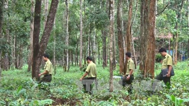 Ministry starts project to restore forests in Central Highlands